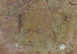 / Fossil Orthoceras & Goniatite Plate - Stoneware #58574-1